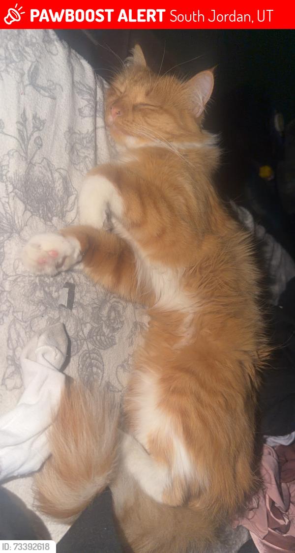 Lost Female Cat last seen Mulligans, South Jordan, UT 84095