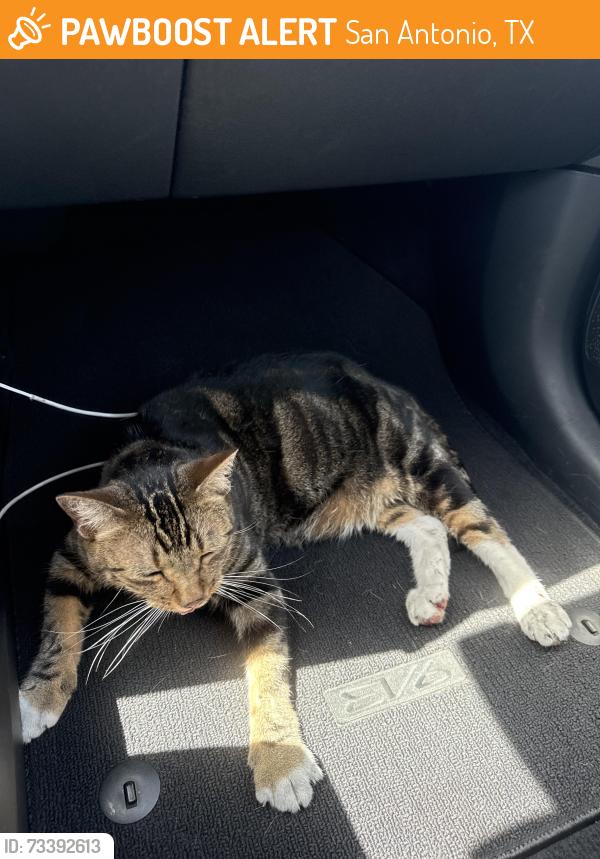 Found/Stray Female Cat last seen Sprouts farmers market, San Antonio, TX 78251