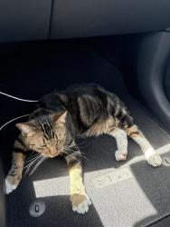 Found/Stray Female Cat last seen Sprouts farmers market, San Antonio, TX 78251