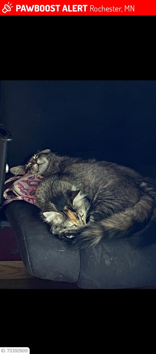 Lost Female Cat last seen 7th street nw in rochester, Rochester, MN 55901