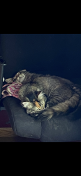 Lost Female Cat last seen 7th street nw in rochester, Rochester, MN 55901