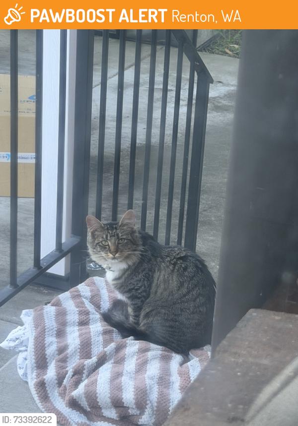 Found/Stray Female Cat last seen Hardie, Sunset, Renton, WA 98057