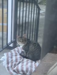 Found/Stray Female Cat last seen Hardie, Sunset, Renton, WA 98057