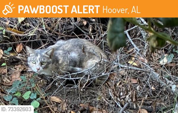 Found/Stray Unknown Cat last seen galleria circle & james wilson pkwy, Hoover, AL 35244