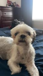 Reunited Female Dog last seen Near Via Linares, Mission Viejo, CA 92691