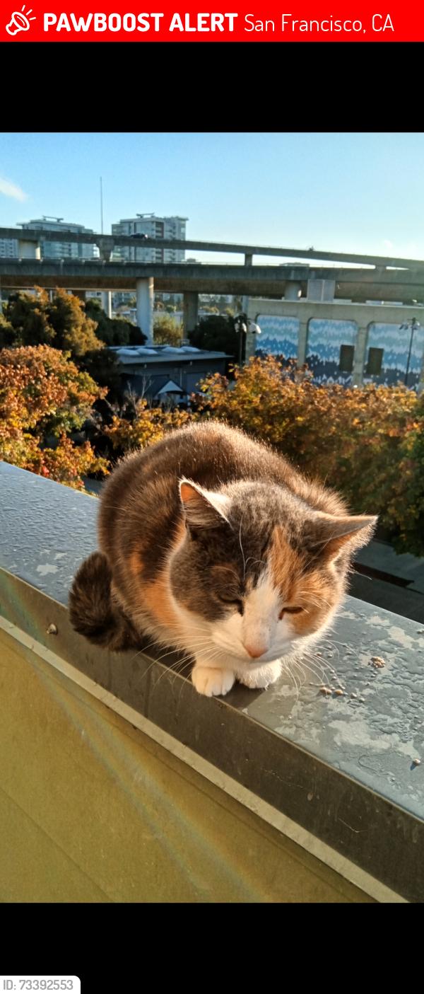 Lost Female Cat last seen 5th at Berry and possibly 7th street at Berry Street, SF, San Francisco, CA 94158