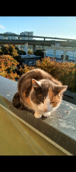 Lost Female Cat last seen 5th at Berry and possibly 7th street at Berry Street, SF, San Francisco, CA 94158
