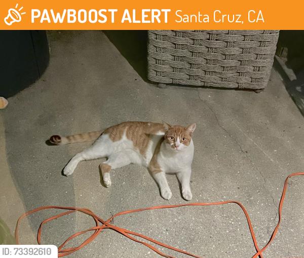 Found/Stray Unknown Cat last seen 38st and Garden, Santa Cruz, CA 95062