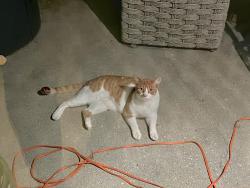 Found/Stray Unknown Cat last seen 38st and Garden, Santa Cruz, CA 95062