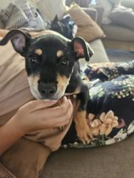 Found/Stray Female Dog last seen Westminster Blvd, Garden Grove, CA 92844