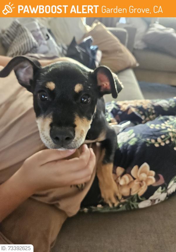 Found/Stray Female Dog last seen Westminster Blvd, Garden Grove, CA 92844