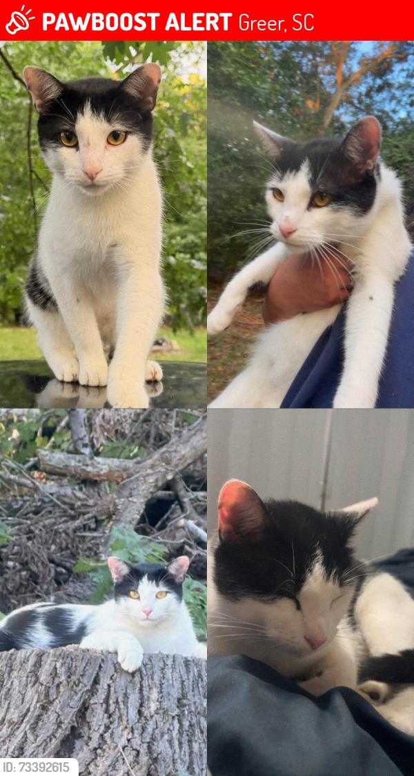 Lost Female Cat last seen Millervale Rd Greer SC, Greer, SC 29650