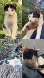Lost Female Cat last seen Millervale Rd Greer SC, Greer, SC 29650