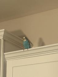 Found/Stray Unknown Bird last seen Glacier and badlands, Durham, NC 27713