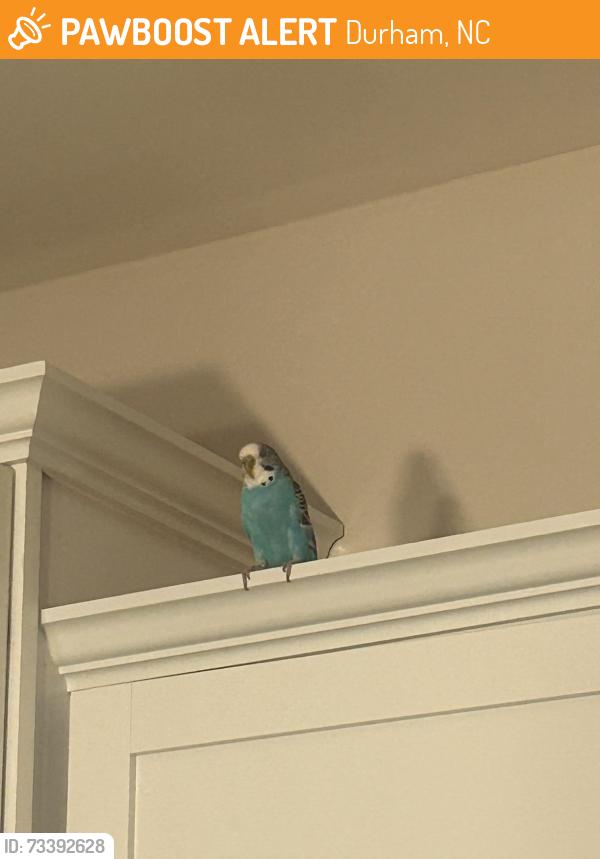 Found/Stray Unknown Bird last seen Glacier and badlands, Durham, NC 27713