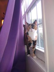 Reunited Female Cat last seen Garden Lane, Waltham, MA 02452