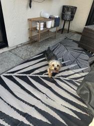 Found/Stray Male Dog last seen Williams Elementary, San Jose, CA 95112