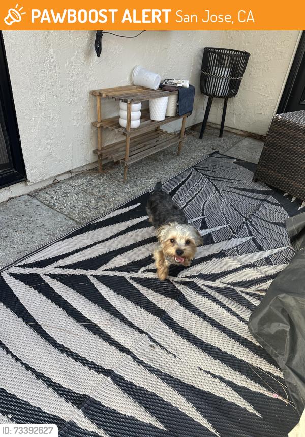 Found/Stray Male Dog last seen Williams Elementary, San Jose, CA 95112
