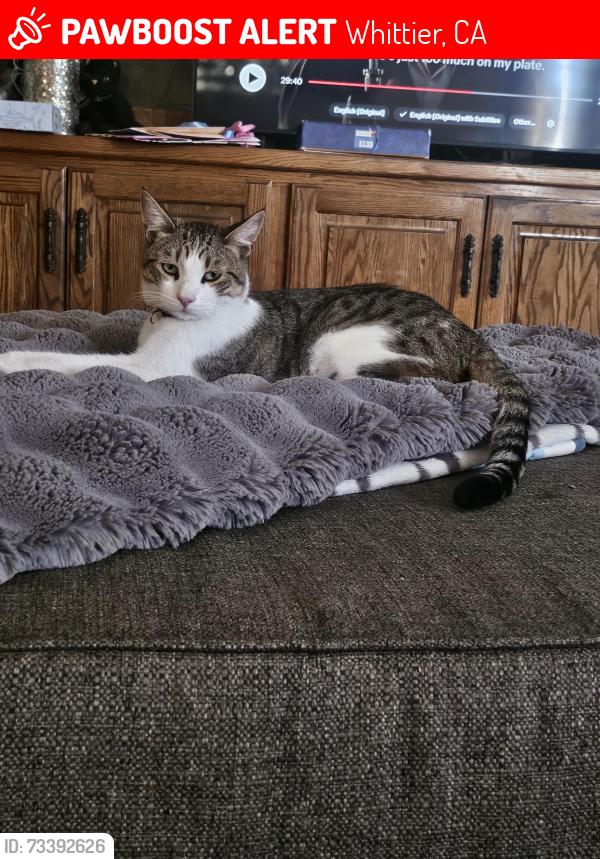 Lost Male Cat last seen Lambert and bonavista, Whittier, CA 90604