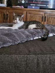 Lost Male Cat last seen Lambert and bonavista, Whittier, CA 90604