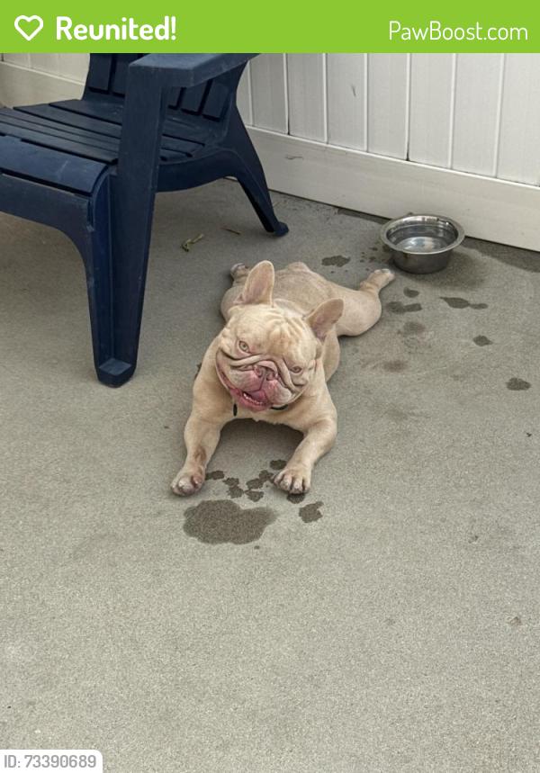 Reunited Male Dog last seen haskell avenue, Los Angeles, CA 91344
