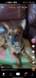 Lost Male Dog last seen Lomaland and villa santos, El Paso, TX 79935