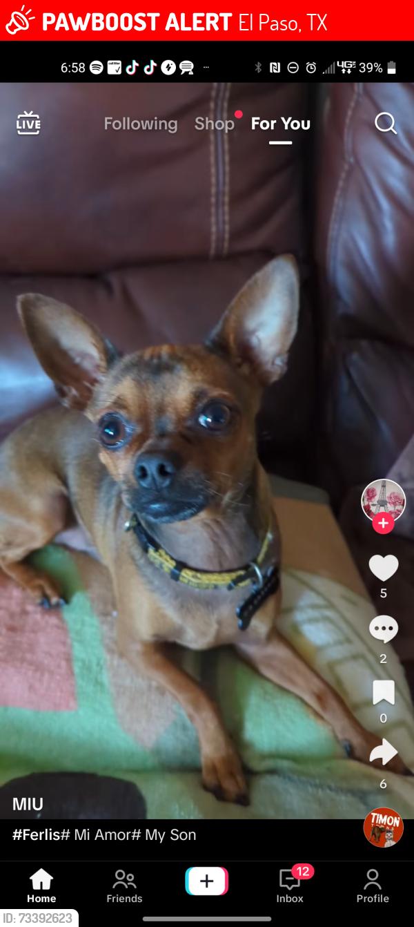 Lost Male Dog last seen Lomaland and villa santos, El Paso, TX 79935