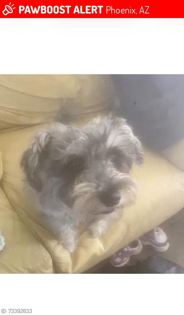 Lost Male Dog last seen 15th ave, Phoenix, AZ 85015