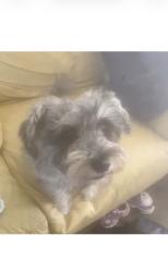 Lost Male Dog last seen 15th ave, Phoenix, AZ 85015