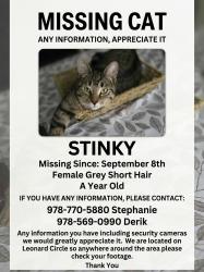 Reunited Female Cat last seen Topman, Lowell, MA 01854