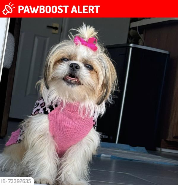 Lost Female Dog last seen Near Spotswood Gravel Hill Rd Monroe twp, NJ 08831 Estados Unidos, Monroe Township, NJ 08831
