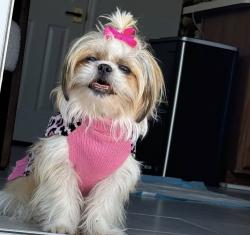Lost Female Dog last seen Near Spotswood Gravel Hill Rd Monroe twp, NJ 08831 Estados Unidos, Monroe Township, NJ 08831