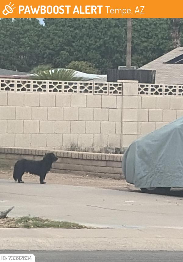 Found/Stray Unknown Dog last seen Fremont and Los Feliz, Tempe, AZ 85282