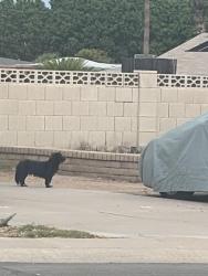 Found/Stray Unknown Dog last seen Fremont and Los Feliz, Tempe, AZ 85282