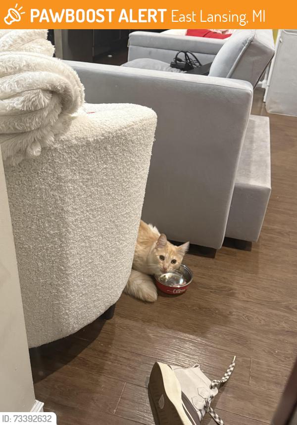 Found/Stray Unknown Cat last seen Gaslight Village apmts, East Lansing, MI 48823