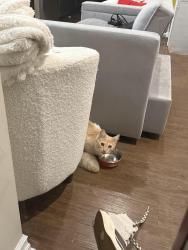 Found/Stray Unknown Cat last seen Gaslight Village apmts, East Lansing, MI 48823