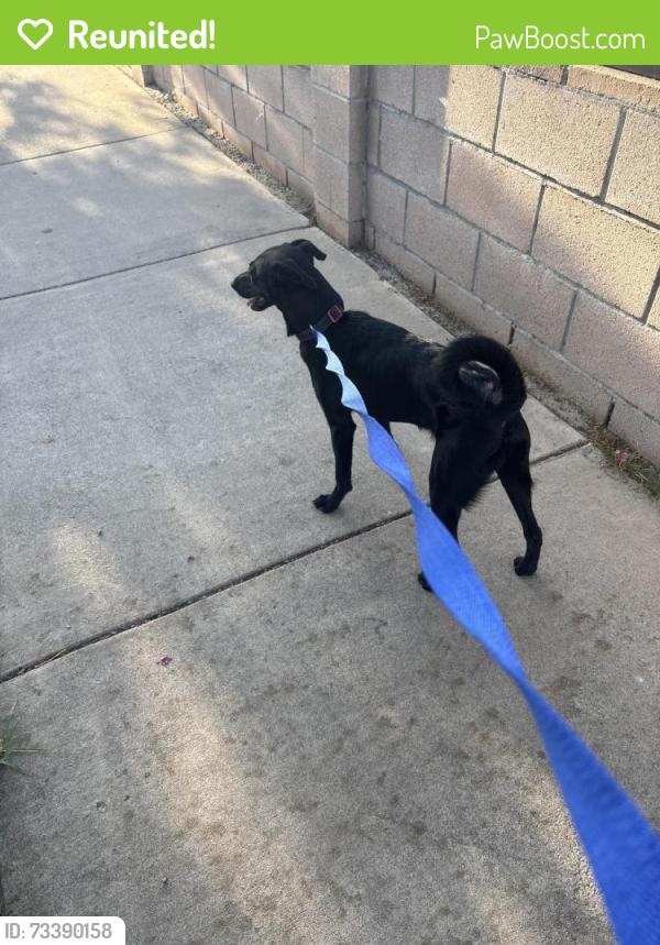 Reunited Female Dog last seen 5th and Grove, Ontario, CA 91764