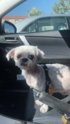 Reunited Female Dog last seen Near Via Linares, Mission Viejo, CA 92691
