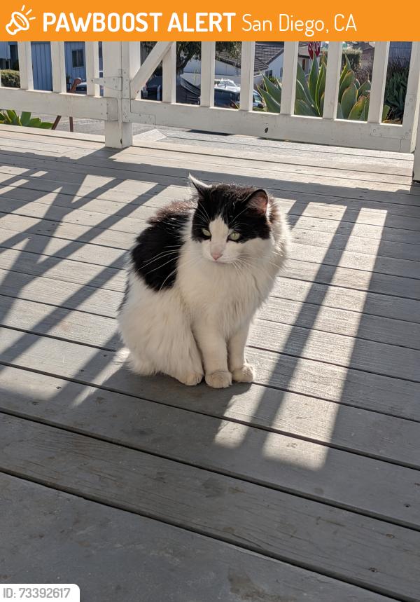 Found/Stray Female Cat last seen Bunker Hill and Princeton, San Diego, CA 92117