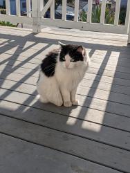 Found/Stray Female Cat last seen Bunker Hill and Princeton, San Diego, CA 92117