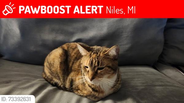 Lost Female Cat last seen Cass and 6th st, Niles, MI 49120