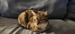Lost Female Cat last seen Cass and 6th st, Niles, MI 49120