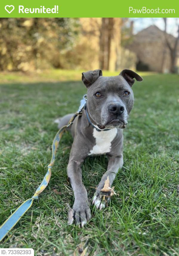 Reunited Male Dog last seen Bethlehen woods lane, Springfield VA, Springfield, VA 22153