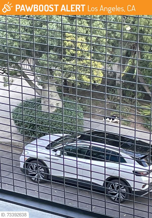 Found/Stray Unknown Cat last seen Near N Hudson Ave / Melrose/Warring, Los Angeles, CA 90038
