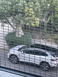 Found/Stray Unknown Cat last seen Near N Hudson Ave / Melrose/Warring, Los Angeles, CA 90038