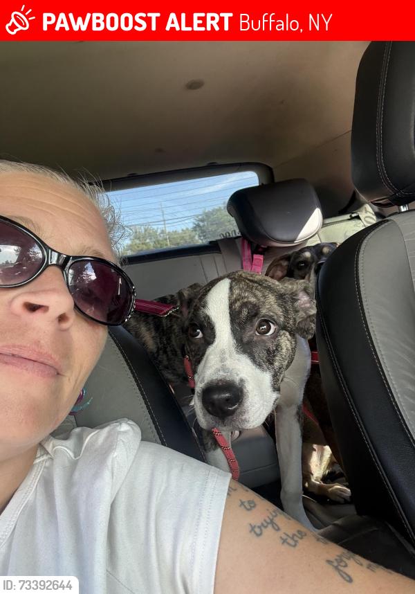Lost Male Dog last seen Broadway bailey, Buffalo, NY 14212