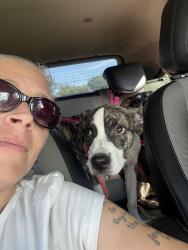 Lost Male Dog last seen Broadway bailey, Buffalo, NY 14212