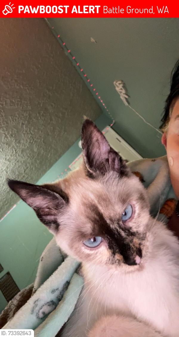 Lost Female Cat last seen Main st Battle Ground, Battle Ground, WA 98604