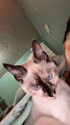 Lost Female Cat last seen Main st Battle Ground, Battle Ground, WA 98604