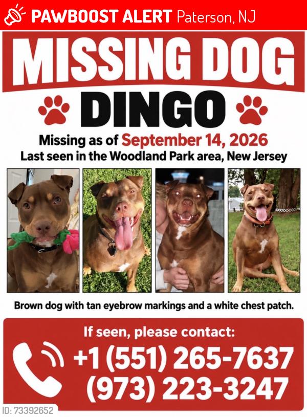 Lost Male Dog last seen Walker street, Paterson, NJ 07501